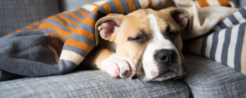Bulldog,Mix,Puppy,Sleeping,On,Gray,Sofa,At,Home