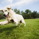 Golden,Retriever,Plays,With,A,Ball.a,Beautiful,Dog,Walks,In