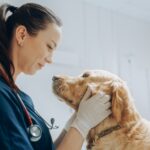 Beautiful,Female,Veterinarian,Petting,A,Noble,Golden,Retriever,Dog.,Healthy