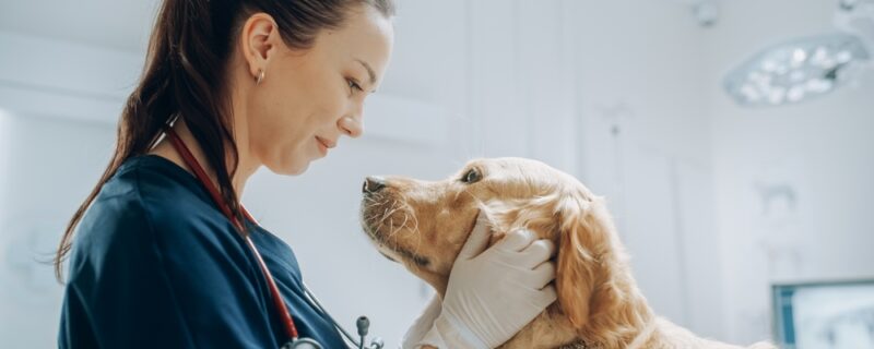 Beautiful,Female,Veterinarian,Petting,A,Noble,Golden,Retriever,Dog.,Healthy