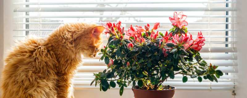 Blooming,Pink,Azalea,In,Flower,Pot,And,Ginger,Cat,On