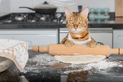 Funny,Domestic,Cat,Rolls,Out,Pizza,Dough,On,The,Kitchen