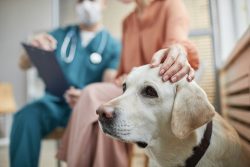 Close,Up,Of,White,Labrador,Dog,At,Vet,Clinic,With